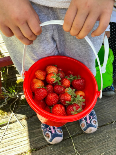 Erdbeeren selber pflücken